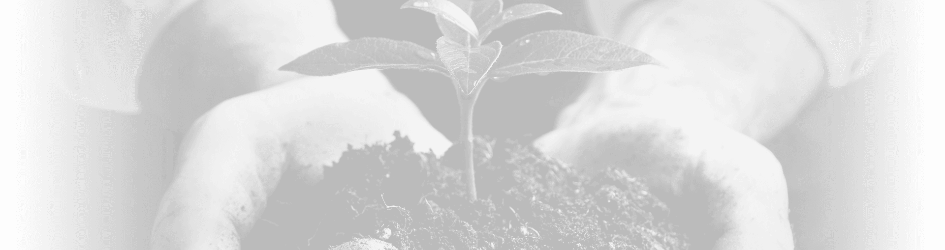 Caring hands nurturing green seedling symbolizing Brand Creation